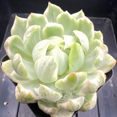 Echeveria Queen's Maria Variegated | Real & Unique