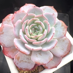 Echeveria 'Tiffany' | Real & Unique