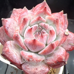 Echeveria colorata 'Diamond' | Real & Unique