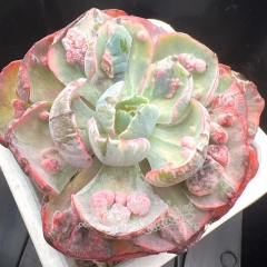 Echeveria Rain Drops variegata | Real & Unique