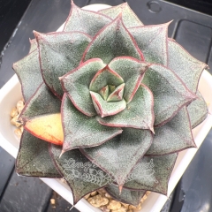 Echeveria Monocerotis variegated | Real & Unique