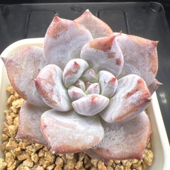 Echeveria 'Arctic Fox' | Real & Unique