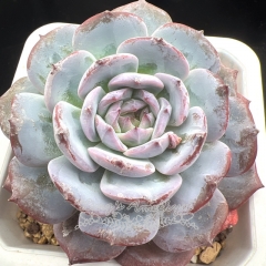 Echeveria 'Star Diamonds' | Real & Unique