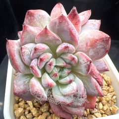 Echeveria 'Scharnbride'/ 'Pattiti' | Real & Unique