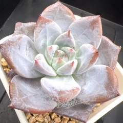 Echeveria 'Arctic Fox' | Real & Unique