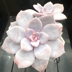 Echeveria 'Red Tea'/'Gorgeous snow'  | Real & Unique