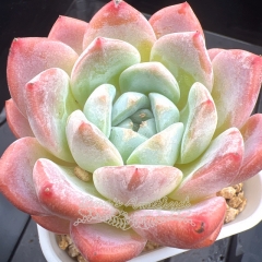 Echeveria 'Ice Dream' | Real & Unique