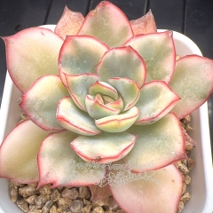 Echeveria Moon Gad varnish variegated | Real & Unique