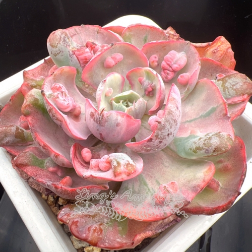 Echeveria Rain Drops variegata | Real & Unique