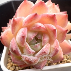 Echeveria 'Ice Moon' | Real & Unique