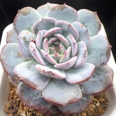 Echeveria 'Star Diamonds' | Real & Unique