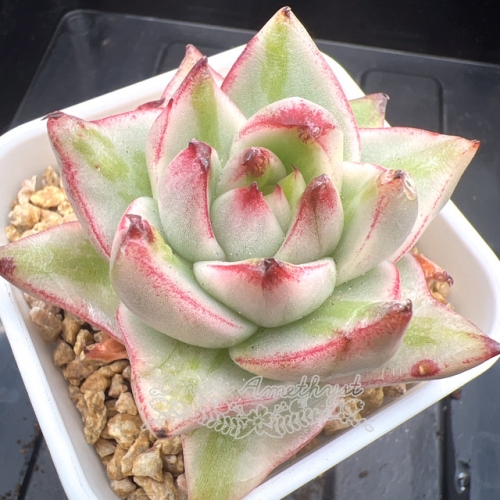 Echeveria Agavoides 'Elk Soul' Variegated | Real & Unique