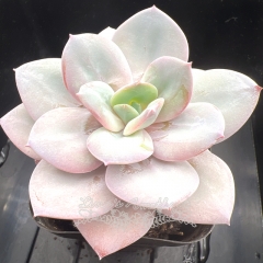 Echeveria 'Milk Tea' | Real & Unique