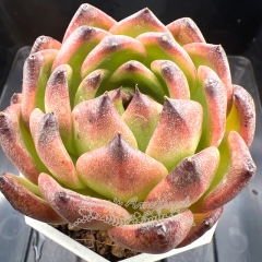 Echeveria 'Basanite' | Real & Unique