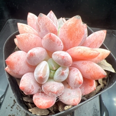 Echeveria 'Pinellia ternata' | Real & Unique