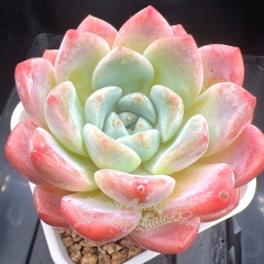 Echeveria 'Ice Dream' | Real & Unique