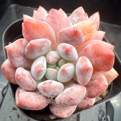 Echeveria 'Pinellia ternata' | Real & Unique