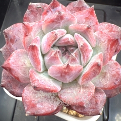 Echeveria colorata 'Diamond' | Real & Unique