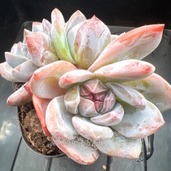 Echeveria 'Starry Shadow' | Real & Unique