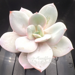 Echeveria 'Milk Tea' | Real & Unique