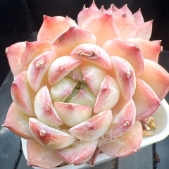 Echeveria 'Ice Moon' | Real & Unique