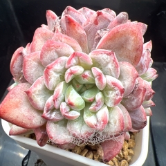 Echeveria 'Scharnbride'/ 'Pattiti' | Real & Unique