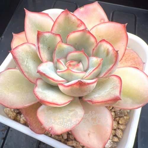 Echeveria Moon Gad varnish variegated | Real & Unique