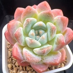 Echeveria 'Ice Dream' | Real & Unique