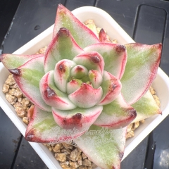 Echeveria Agavoides 'Elk Soul' Variegated | Real & Unique