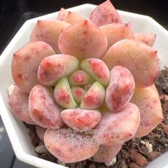 Echeveria 'Ariel' / 'Ling Xue' | Real & Unique