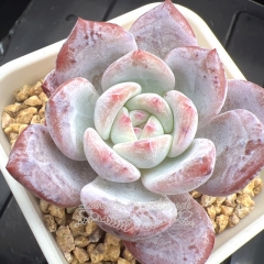 Echeveria 'Starry Dream' | Real & Unique