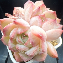 Echeveria 'Ice Moon' | Real & Unique