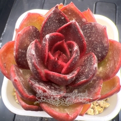 Echeveria 'Red Light' | Real & Unique