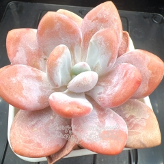 xGraptoveria Pink Bunny / snow peach | Real & Unique