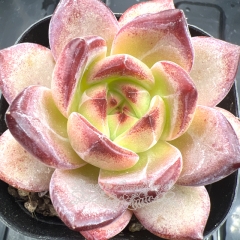 Echeveria 'Daredevil' | Real & Unique