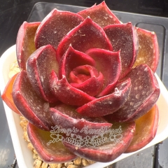 Echeveria 'Red Light' | Real & Unique