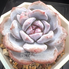 Echeveria 'Lotus Shadow' | Real & Unique