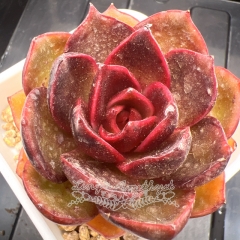 Echeveria 'Red Light' | Real & Unique