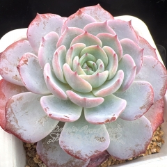 Echeveria 'Tiffany' | Real & Unique