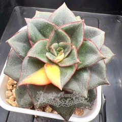 Echeveria Monocerotis variegated | Real & Unique