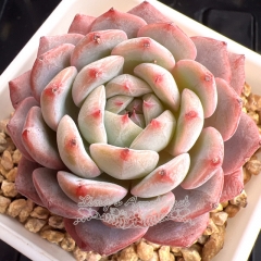 Echeveria 'Pink Melody' | Real & Unique