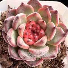 Echeveria 'Starlight Jelly' | Real & Unique