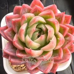 Echeveria 'Red Moonlight' | Real & Unique