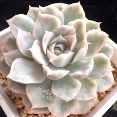 Echeveria Mexican Snowball variegated | Real & Unique