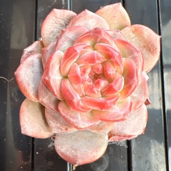 Echeveria 'Amber Rose' | Real & Unique