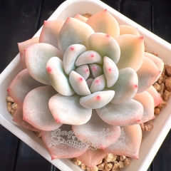 Echeveria Monroe variegated | Real & Unique