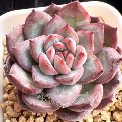 Echeveria 'Hidden Dream' | Real & Unique