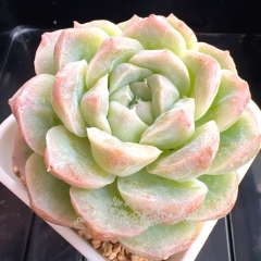 Echeveria 'Iridescent princess' | Real & Unique