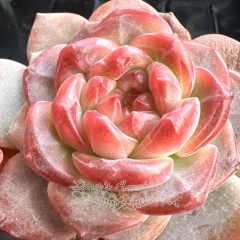 Echeveria 'Amber Rose' | Real & Unique