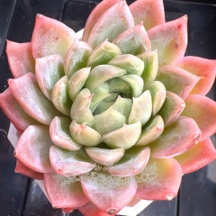 Echeveria 'Emerald Cloud' | Real & Unique